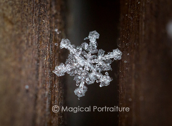 Magical Nature Photos captured by NJ Photographer